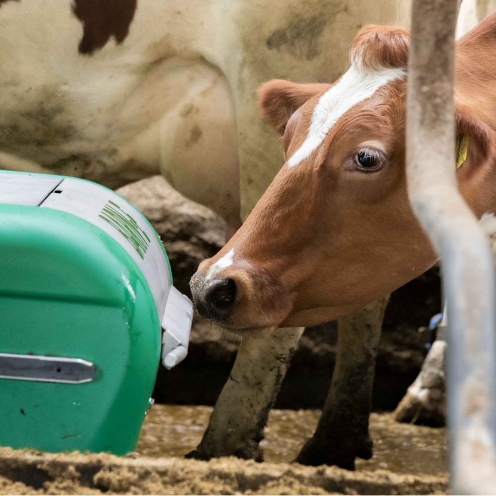 Barn-E PRO kūtsmēslu robots